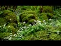 Forest Birdsong Nature Sounds - Wild Life Sound of Birds Singing Mindfulness Meditation for Sleeping
