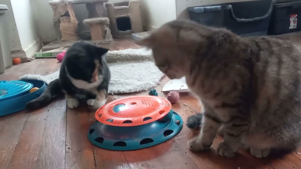 Enlarge Lacy, a Adoptable Domestic Short Hair in Garrett Park, MD video 6/6