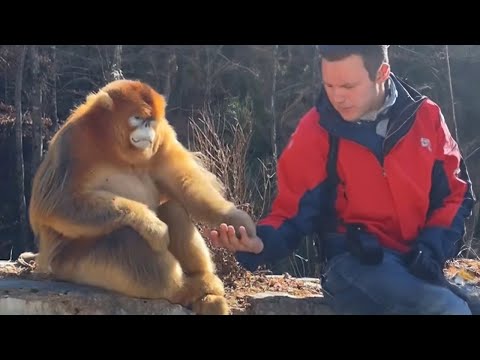 Les singes libèrent leur cerveau de 200iq l'animal le plus drôle