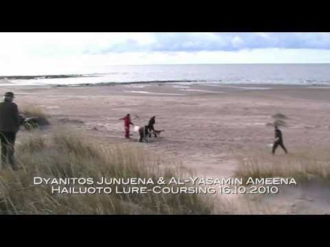 Al-Yasamin Ameena, Dyanitos Junuena & Tazillah Kashmira @ Hailuoto Lure-Coursing 16.10.2010