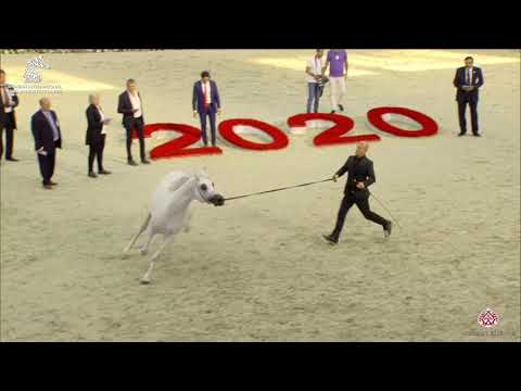 N 240 MAHDER AL JAMAL   Sharjah Arabian Horse Festival 2020   Stallions 7 to 9 Years old Class 11