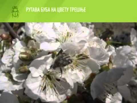 Zelena prognoza 20.4.2015. - Pojava rutave bube na području Vojvodine