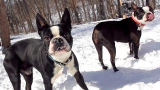 Boston Terrier Snow Day!!