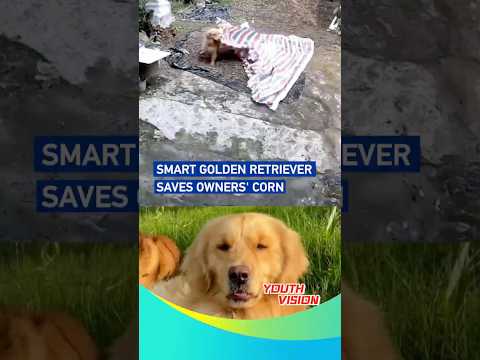 Smart golden retriever saves owners' corn #youthvision