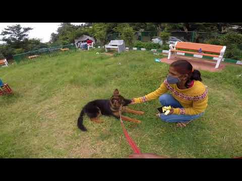 ArYa's Diary | Morning Walk and Visit To Park | New Trainer |