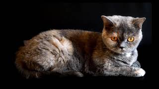 15 Raças de gatos mais lindas do mundo / Gatos fofos / Vídeos de gatos