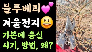 블루베리 겨울전지???? 기본에 충실???? 시기? 방법? 왜?