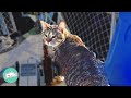 Blind Kitty Grew Up To Become A Natural Sailor Cuddle Buddies