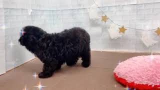 ハーフ犬の動画02