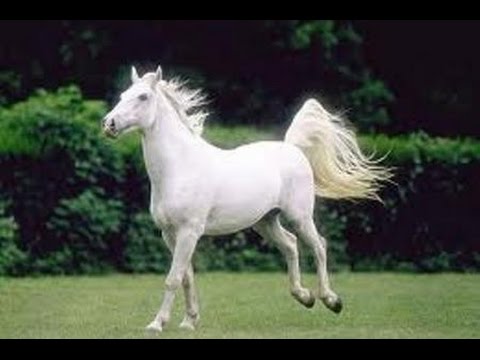 Umberto Balsamo   Balla