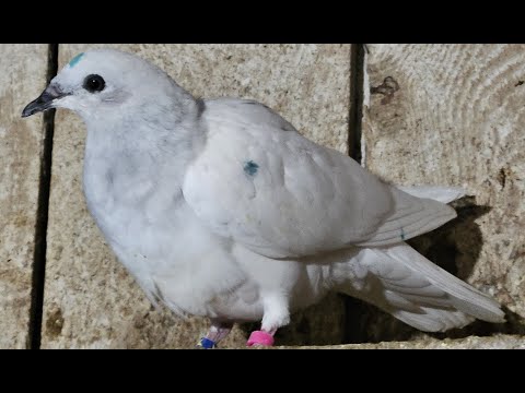 Gołąb historia młodego jasnego na białym ogonie💥Gołębie jasne i wyszwance Andrzeja Radom💥