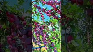 Download lagu Plum fruit (aloo bukhara) #fruit #shortsfeed #fruitlovers #naturelovers #naturalvibes #shorts mp3