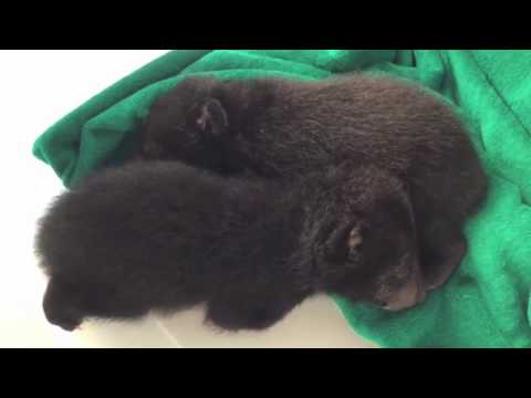 Baby Bear Necessities!