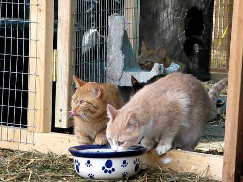 Feral Cat Relocation Soft Release Part 2