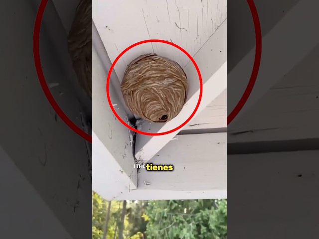 Vídeo relacionado con Nido de Avispas Señuelo, 6 Piezas Nidos de Avispas Falsas, Nidos de Avispa Artificial, Trampa para Avispa para Colgar al Aire Libre, Fake Wasp Nest para Hogares y Jardines al Aire Libre