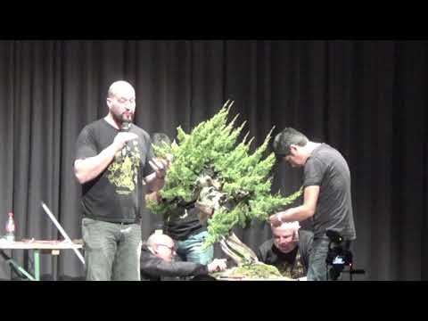 Bonsai Trophy 2020 in Genk - Demo2 - SUN 2020/03/01