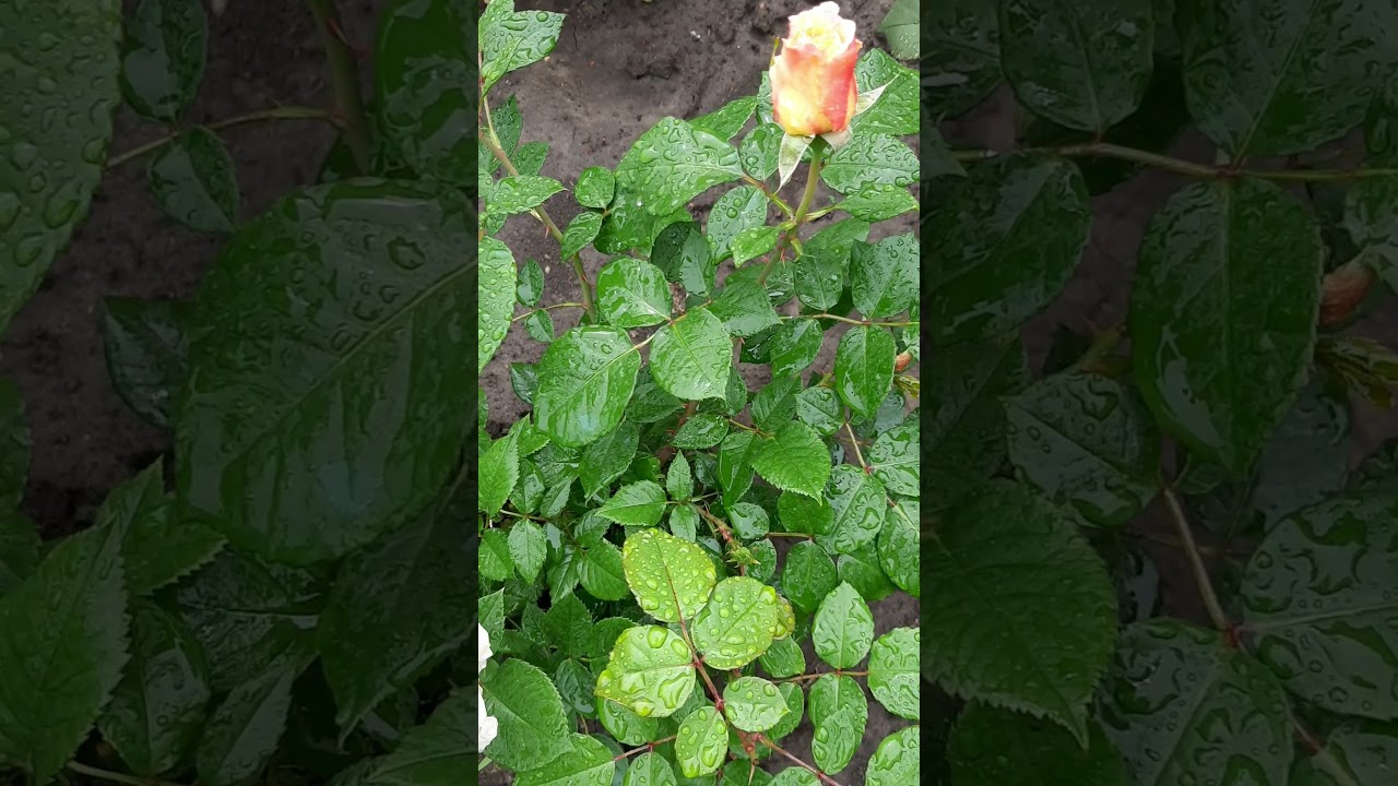 Роза Мисс Файн (Miss Fine)