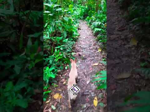 3 - Parque Nacional Yacambú - Cascada la Blanca (Sanare Barquisimeto)