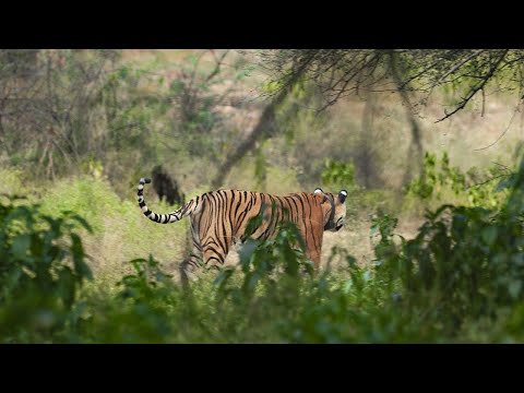 Tigress smells the prey