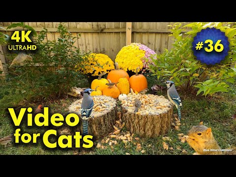 4K TV For Cats | Falling in Love with Fall | Bird and Squirrel Watching | Video 36