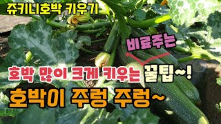 호박 크게 많이 달리게하는 방법 호박 웃거름 이렇게 주세요 쥬키니호박이 주렁 주렁