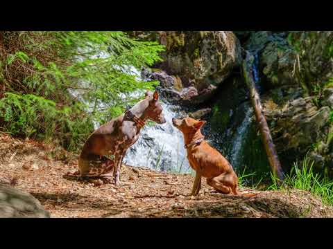 2020 - 05 - Rißlochwasserfälle