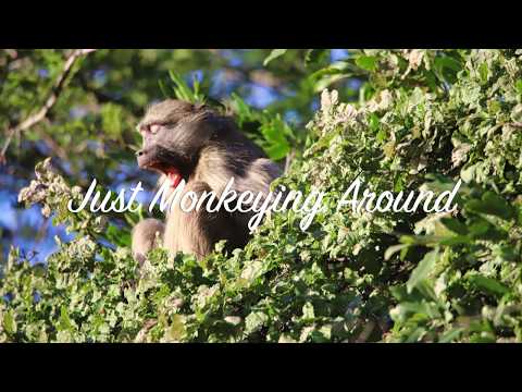 Just Monkeying Around