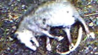 Dead Possum