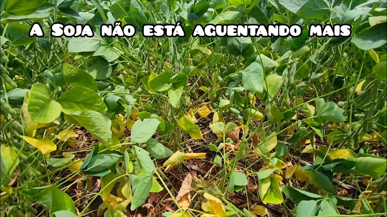 Mais uma safra perdida 😪 e a Plataforma quase pronta