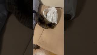 ライガ君　頭隠して尻隠さず　#ねこのいる生活 #ねこのいる暮らし #ねこ動画