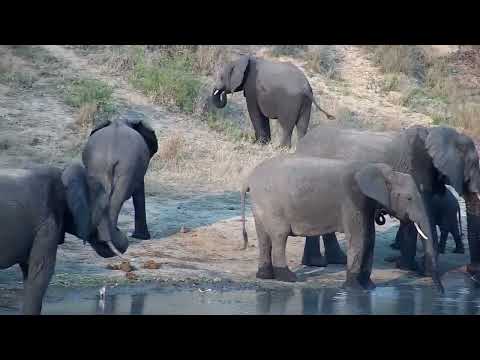 Djuma: Elephant herd comes to dam for a drink - 16:52 - 10/11/2022