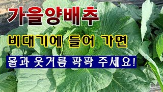 [텃밭농부 1,714]  비대기에 들어 간 가을양배추. 물과 웃거름 듬뿍 주세요 #양배추재배