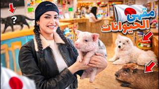 رحت ل اغرب كافيهات باليابان🇯🇵 | كافيه الخنزير 🐷😭