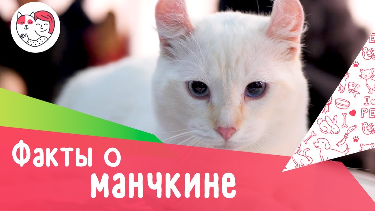 5 особенностей ухода за золотистым ретривером