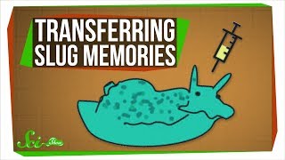 Scientists Just Transferred Memories... Between Sea Slugs