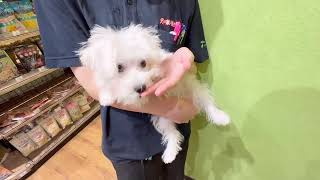 ハーフ犬の動画01