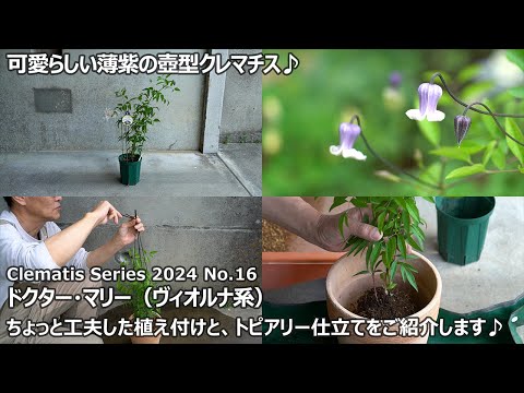 園芸 クレマチスアサオ