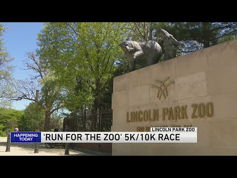 Annual Run for the Zoo event taking place at Lincoln Park Zoo on Sunday morning