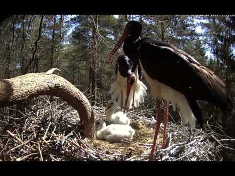 2016 06 04 11h21m Kati arrive, Karl call