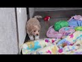 Havapoo dogs for sale: Dumpling - Video 1