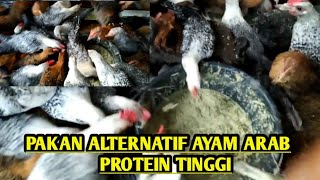 Download lagu Pakan Murah Protein Tinggi || Pakan Alternatif ayam Arab mp3