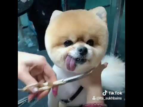 Cute dog 🐕