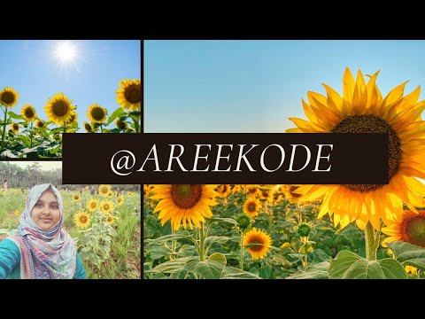 Sunflowers||Musfira Azad