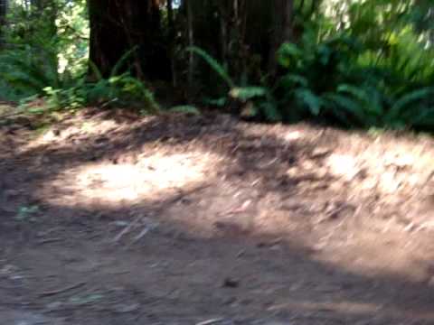 Arcata jump trail