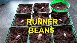 Sowing Runner Beans and a Plot Catch up #runnerbeans #ukgardening #gardeninguk #homesteading