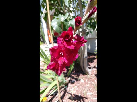 Happy Birthday Prabir