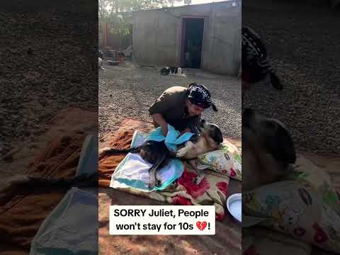 For any help consider donating link in bio to save a stray life in Los Angeles#usashorts#save