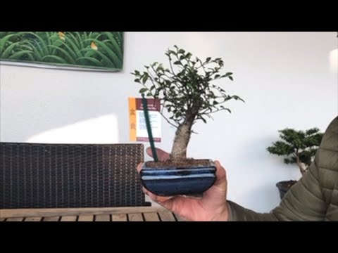 Anfänger Bonsai Chinesische Ulme für 5 Euro Erstgestaltung