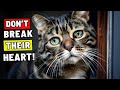 10 Mistakes That Break Your Cat’s Heart When You Leave Them Alone