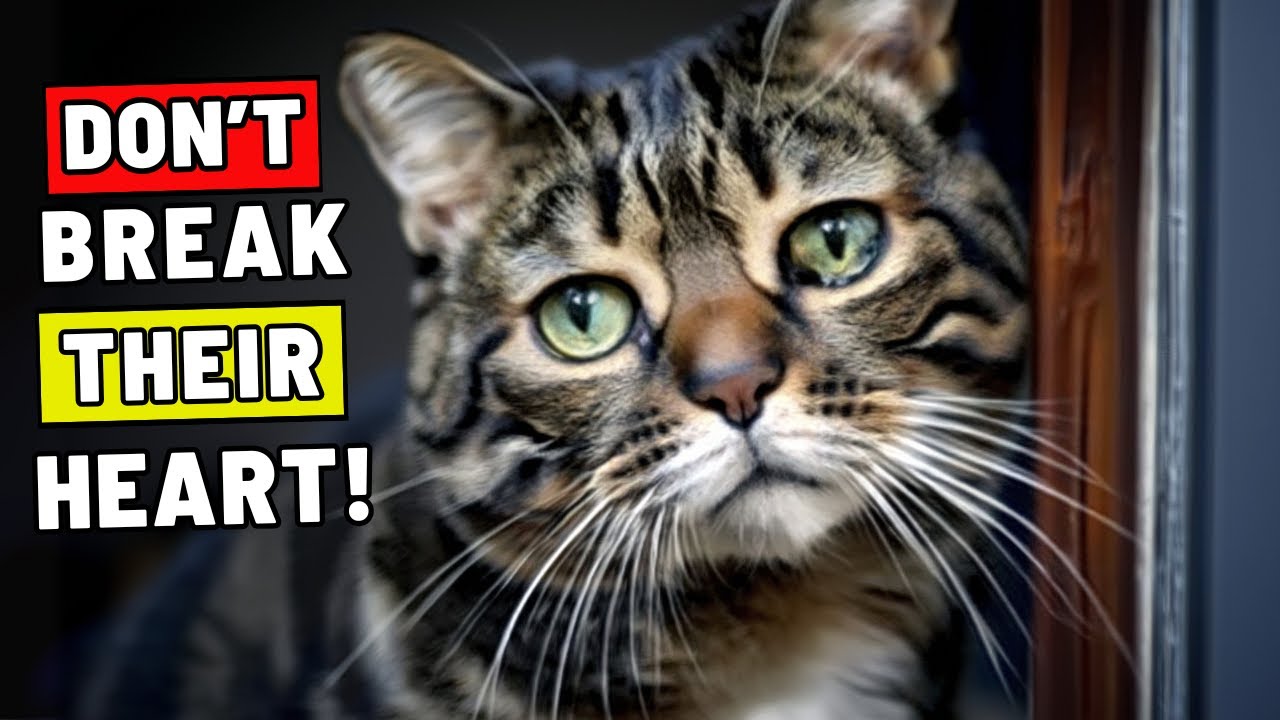 10 Mistakes That Break Your Cat’s Heart When You Leave Them Alone